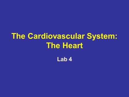 The Cardiovascular System: The Heart Lab 4. Cardiac Muscle Contraction Heart muscle: –Is stimulated by nerves and is self-excitable (automaticity) –Contracts.