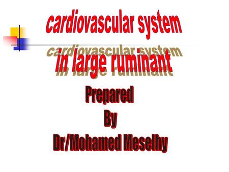 Introduction Cattle are phlegmatic animals and rarely undertake strenuous exercise. As a result, signs of cardiac disease may not be recognised until.