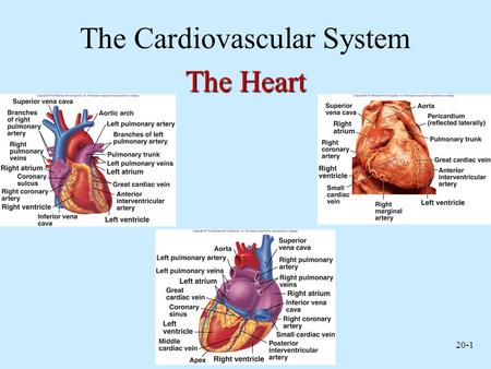 The Cardiovascular System