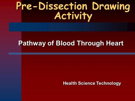 Pre-Dissection Drawing Activity Pathway of Blood Through Heart Health Science Technology.