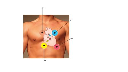 Tricuspid valve sounds typically heard in right sternal margin of 5th intercostal space Aortic valve sounds heard in 2nd intercostal space at right sternal.