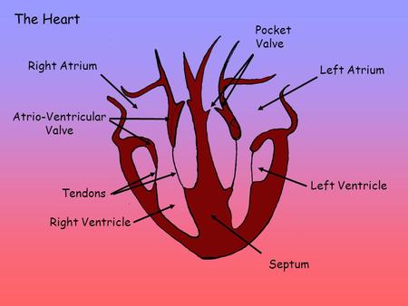 The Heart Left Atrium Right Ventricle Right Atrium Left Ventricle Septum Atrio-Ventricular Valve Tendons Pocket Valve.