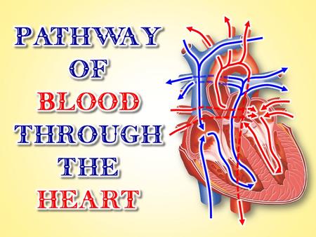 These muscular compartments contract to pump blood. OVERVIEW OF HEART ANATOMY 1) 2) 3) 4 Chambers: The heart contains these main components: