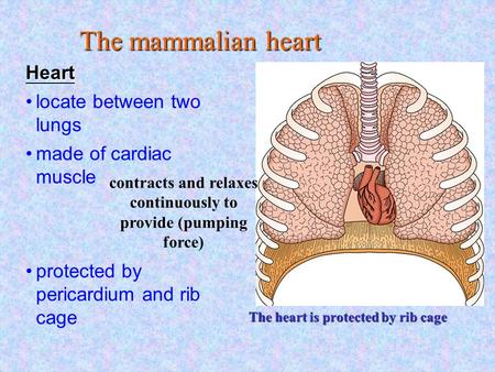 The heart is protected by rib cage locate between two lungs made of cardiac muscle protected by pericardium and rib cage contracts and relaxes continuously.