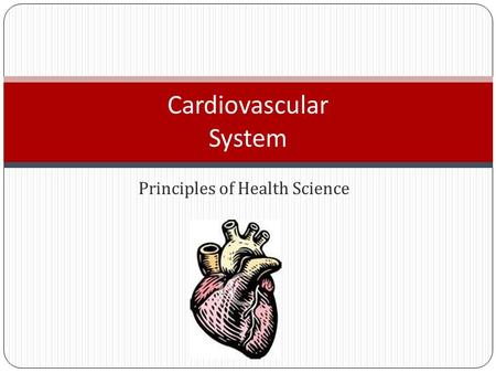 Cardiovascular System