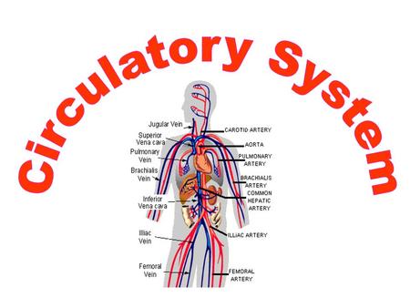 Circulatory System.