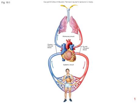 1 Fig. 19.1 Copyright © McGraw-Hill Education. Permission required for reproduction or display. CO 2 O2O2 Pulmonary circuit O 2 -poor, CO 2 -rich blood.