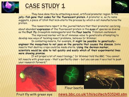 They have done this by attaching a novel, artificial promoter region to the jelly-fish gene that codes for the fluorescent protein. A promoter is, as its.