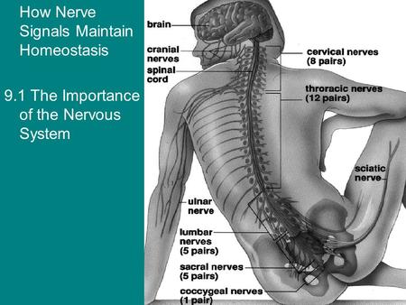 How Nerve Signals Maintain Homeostasis