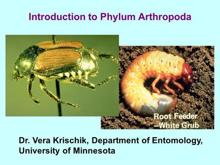 Introduction to Phylum Arthropoda Dr. Vera Krischik, Department of Entomology, University of Minnesota.