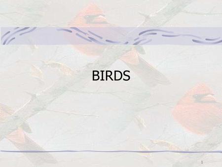 BIRDS.