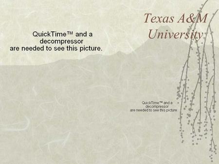 Texas A&M University. Size  The seventh-largest university in the United States, A&M enrolls over 49,000 students in ten academic colleges.