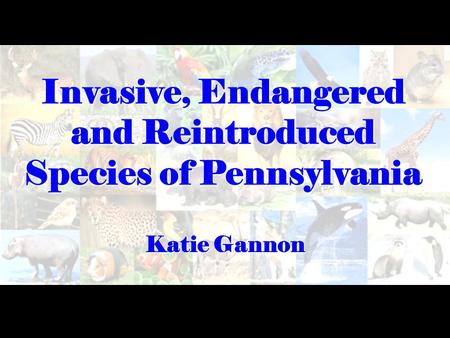 Invasive, Endangered and Reintroduced Species of Pennsylvania Katie Gannon.