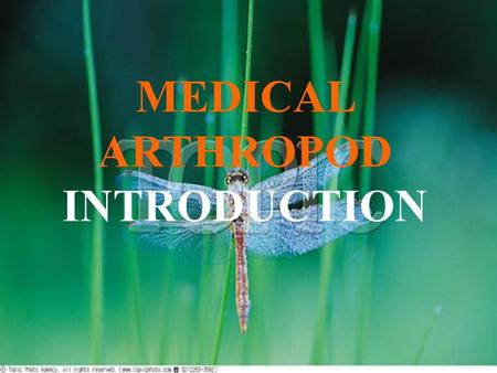 MEDICAL ARTHROPOD INTRODUCTION ARTHROPOD.