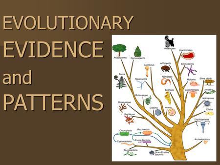 EVOLUTIONARY EVIDENCE and PATTERNS. ARTIFICIAL SELECTION.