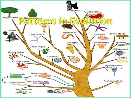 Patterns in Evolution.