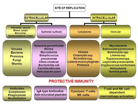 SITE OF REPLICATION EXTRACELLULAR Interstitial spaces Blood, lymph Bronchial, Gastrointestinal lumen Epithelial surfaces INTRACELLULAR CytoplasmicVesicular.