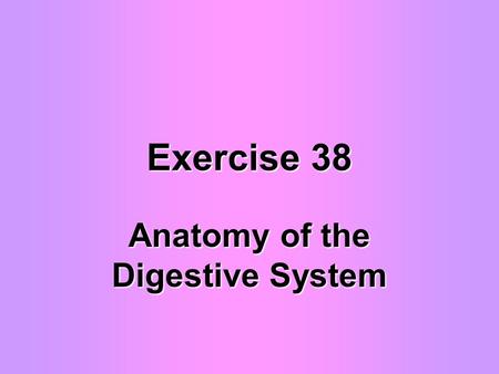 Anatomy of the Digestive System