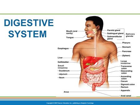 DIGESTIVE SYSTEM.