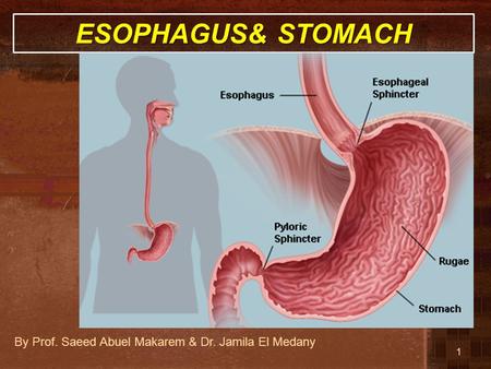 ESOPHAGUS& STOMACH By Prof. Saeed Abuel Makarem & Dr. Jamila El Medany.