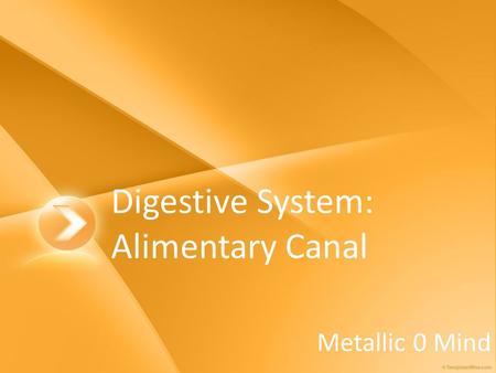 Digestive System: Alimentary Canal Metallic 0 Mind.