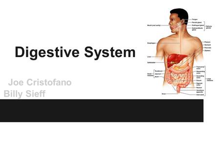 Joe Cristofano Billy Sieff Digestive System. Cnidarian Digestive system Cnidarians have a unique digestive cavity called the Gastrovascular cavity. The.