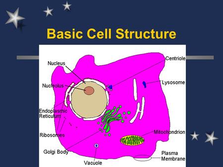 Basic Cell Structure.