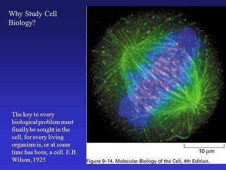 The key to every biological problem must finally be sought in the cell, for every living organism is, or at some time has been, a cell. E.B. Wilson, 1925.