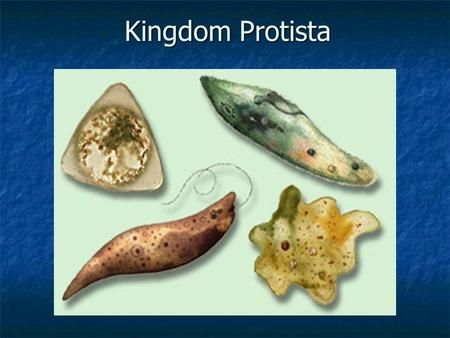 Kingdom Protista.