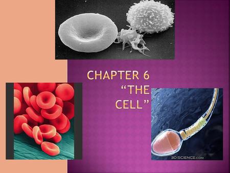 Chapter 6 “The Cell”.