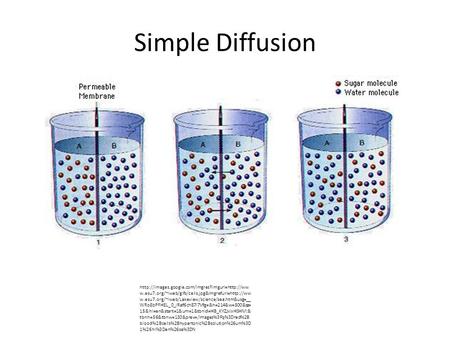 Simple Diffusion http://images.google.com/imgres?imgurl=http://www.esu7.org/~lweb/gifs/cells.jpg&imgrefurl=http://www.esu7.org/~lweb/Lakeview/science/sea.htm&usg=__WRoEbPFHEL_0_lRaf6ch87l7Vfg=&h=214&w=500&sz=15&hl=en&start=1&um=1&tbnid=HB_KYZJxlxHSHM:&tbn