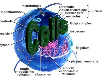 Discovery of cells Cells 1st discovered in 1665 by Robert Hooke Viewed dead cork cells with simple light microscope.