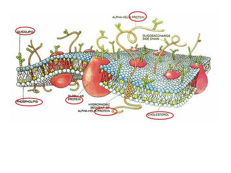 The Working Cell Cells “work”by –Moving substance into and out of the cell. –Doing chemical reactions which utilize enzymes.