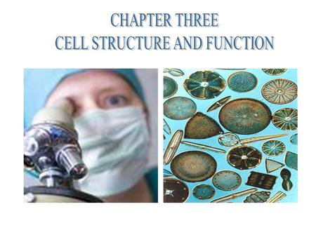 CELL STRUCTURE AND FUNCTION