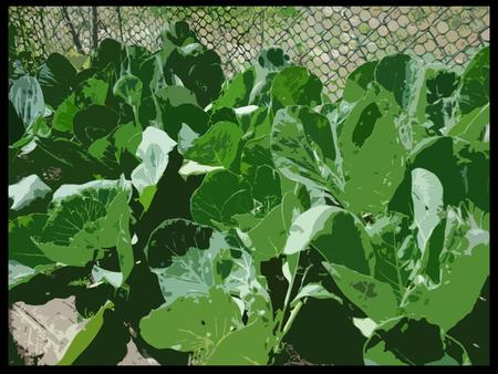 Spinach  Common Name: Spinach  Latin Name: Spinacia oleracea  Planting Month: February, September  Light Requirements: Full sun (6+hrs.