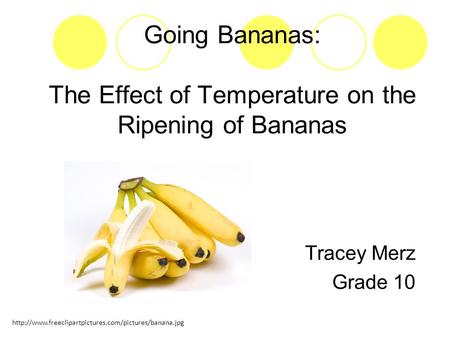 Going Bananas: The Effect of Temperature on the Ripening of Bananas