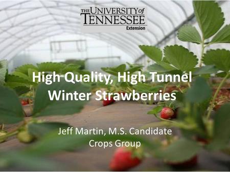 High Quality, High Tunnel Winter Strawberries Jeff Martin, M.S. Candidate Crops Group.