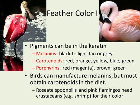 Feather Color I Pigments can be in the keratin – Melanins: black to light tan or grey – Carotenoids; red, orange, yellow, blue, green – Porphyrins: red.