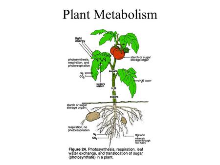 Plant Metabolism. Photosynthesis The Most Important Equation in Biology.