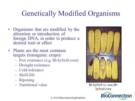 © 2010 Bioscience Explorations Genetically Modified Organisms Organisms that are modified by the alteration or introduction of foreign DNA, in order to.