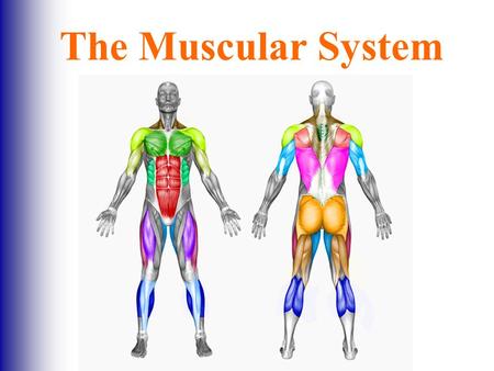 The Muscular System.