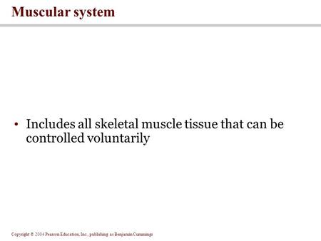 Copyright © 2004 Pearson Education, Inc., publishing as Benjamin Cummings Includes all skeletal muscle tissue that can be controlled voluntarily Muscular.