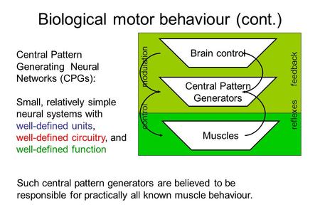 Biological motor behaviour (cont.) Central Pattern Generating Neural Networks (CPGs): Small, relatively simple neural systems with well-defined units,