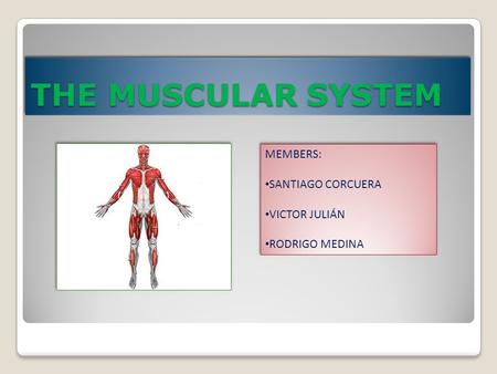 THE MUSCULAR SYSTEM MEMBERS: SANTIAGO CORCUERA VICTOR JULIÁN RODRIGO MEDINA MEMBERS: SANTIAGO CORCUERA VICTOR JULIÁN RODRIGO MEDINA.