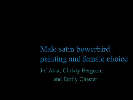 Male satin bowerbird painting and female choice Jef Akst, Christy Bergeon, and Emily Chester.