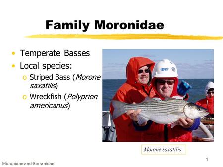 Moronidae and Serranidae 1 Family Moronidae Temperate Basses Local species: oStriped Bass (Morone saxatilis) oWreckfish (Polyprion americanus) Morone saxatilis.