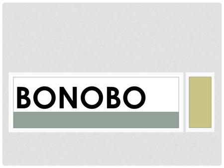 BONOBO. GENERAL INFORMATION Location: Democratic Republic of Congo Between the Walaba and Sankuru Rivers Gestation: 8 months Doesn’t mean that they’re.