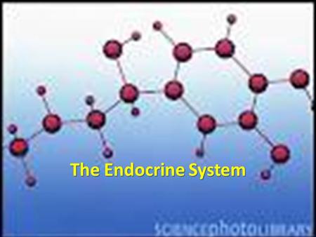 The Endocrine System.