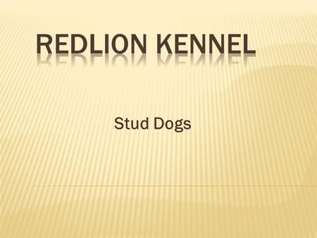 Stud Dogs. OFA7372Good OFA EL614 Cerf4301/10-116 PRA-A EIC clear DM carrier DOB – 7-1-00 SN75353901 Sire: BIS BISS CBISS AM/CAN Ch* Irish's Royal Prince.