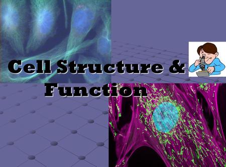 Cell Structure & Function